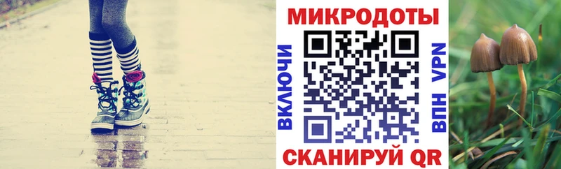 Псилоцибиновые грибы Psilocybe  сайты даркнета официальный сайт  Калининец 